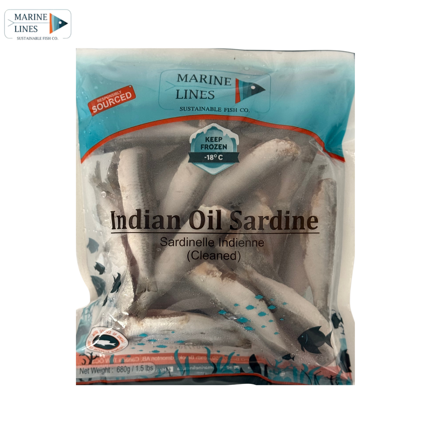 Marine Lines Indian Sardine (മത്തി/ചാള) 1.5lb